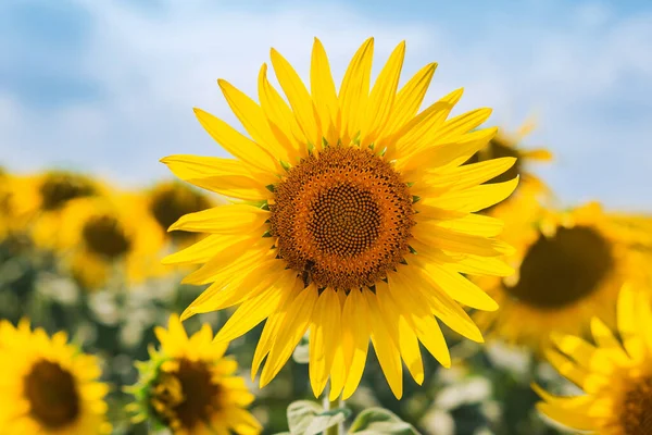 Yellow Flower Sunflower Bee Field — Stock Photo, Image