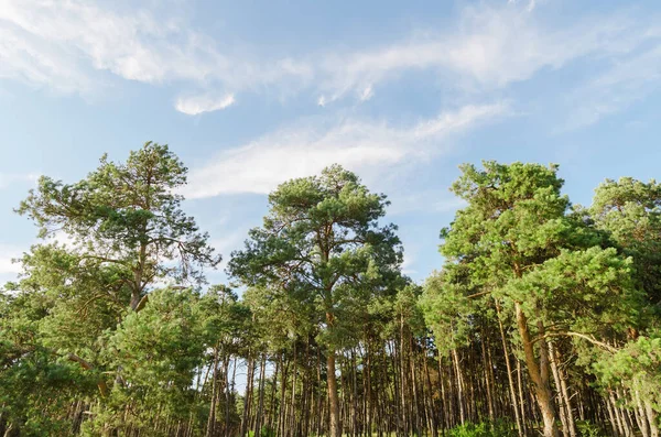 Pini Nel Parco Nuvole Nel Cielo Blu — Foto Stock