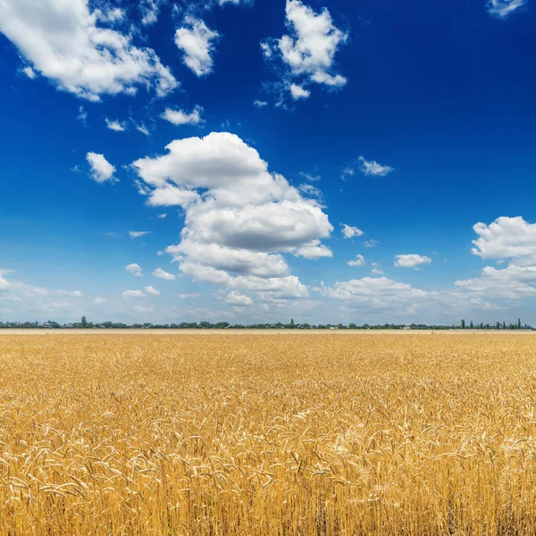 Djup Blå Himmel Med Moln Över Gyllene Jordbruksfält — Stockfoto