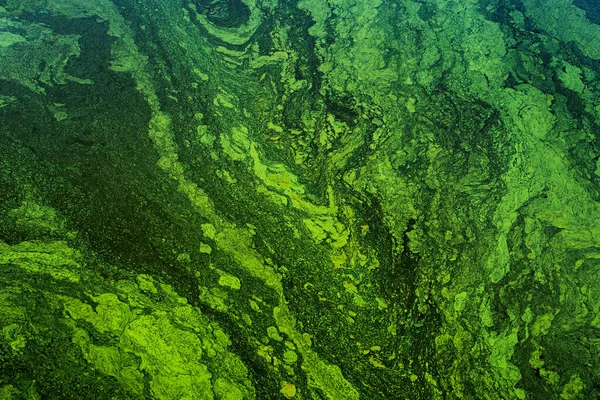 Grünalgen Auf Der Wasseroberfläche Blühendes Wasser Als Hintergrund Oder Textur — Stockfoto