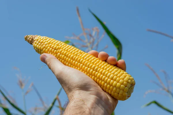 Cor Dourada Milho Mão Sobre Campo — Fotografia de Stock