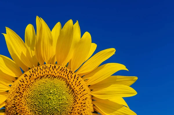 Primer Plano Girasol Sobre Fondo Cielo Azul Profundo —  Fotos de Stock