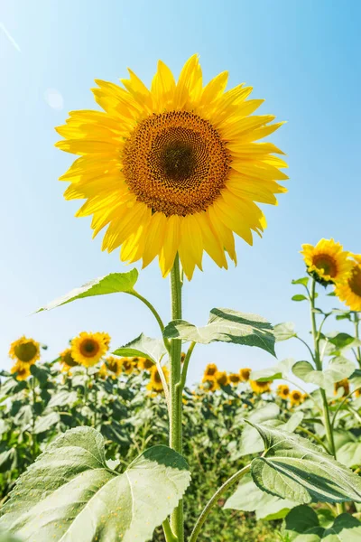 Girasol Campo Fondo Natural —  Fotos de Stock