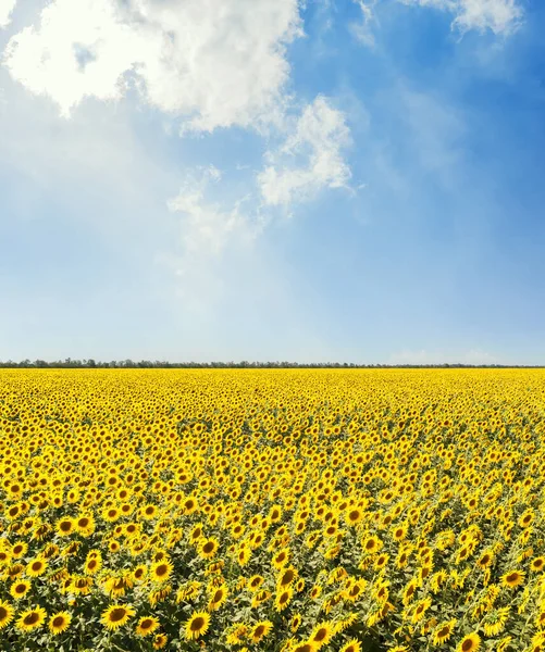 Gouden Kleur Zonnebloemenveld Blauwe Lucht Met Wolken — Stockfoto