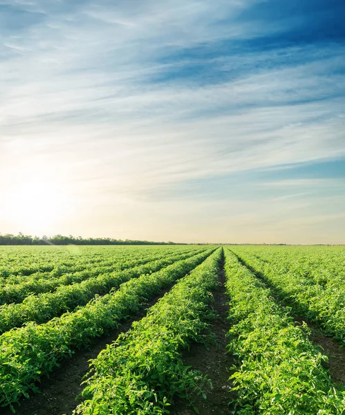 Por Sol Sobre Campo Agricultura Com Tomates — Fotografia de Stock