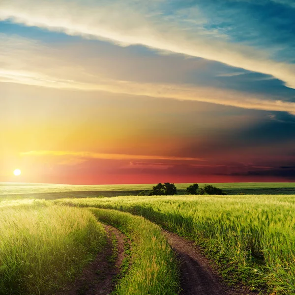 Bonito Atardecer Las Nubes Sobre Camino Campo Verde —  Fotos de Stock