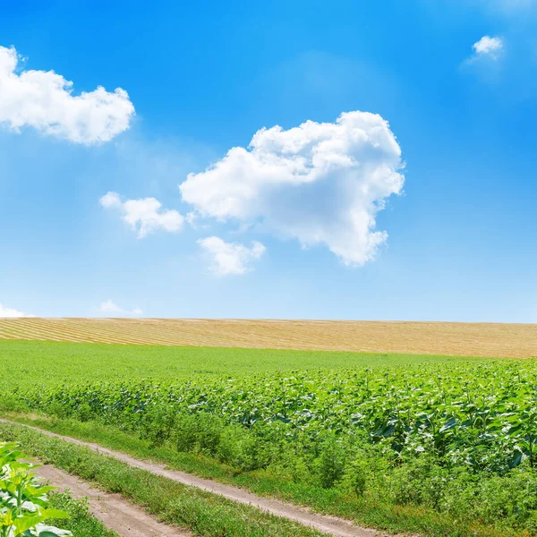 Yeşil Bir Arazide Bulutlu Mavi Bir Gökyüzünün Altında — Stok fotoğraf