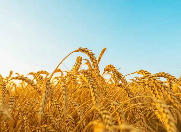 Raccolto Oro Primo Piano Sul Campo Cielo Blu Tramonto — Foto Stock