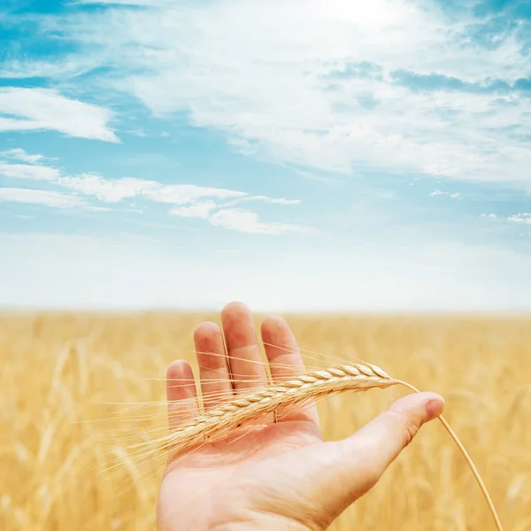 Gyllene Råg Handen Över Fält Och Sol Himlen — Stockfoto