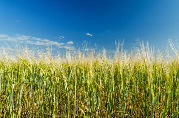 Zelené Pole Zemědělství Žitem Tmavě Modrou Oblohou — Stock fotografie