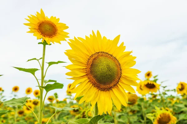 Bloeiende Zonnebloemen Het Veld — Stockfoto