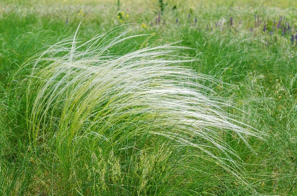 Herbe Verte Plumes Herbe Tapis Dans Steppe — Photo