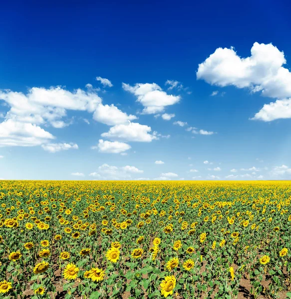 开着向日葵和乌云的深蓝色天空的农田 — 图库照片