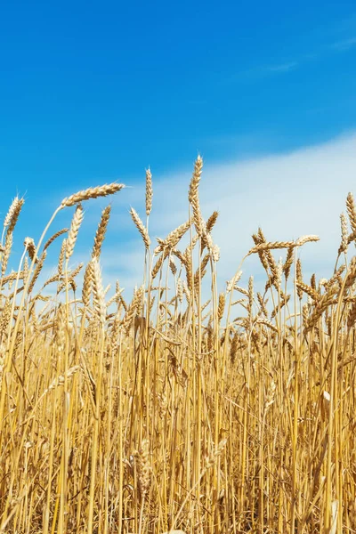 Olgunlaşmış Buğday Tarlası Mavi Gökyüzü — Stok fotoğraf