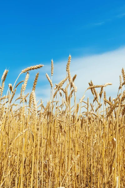 Reifes Weizenfeld Und Blauer Himmel — Stockfoto