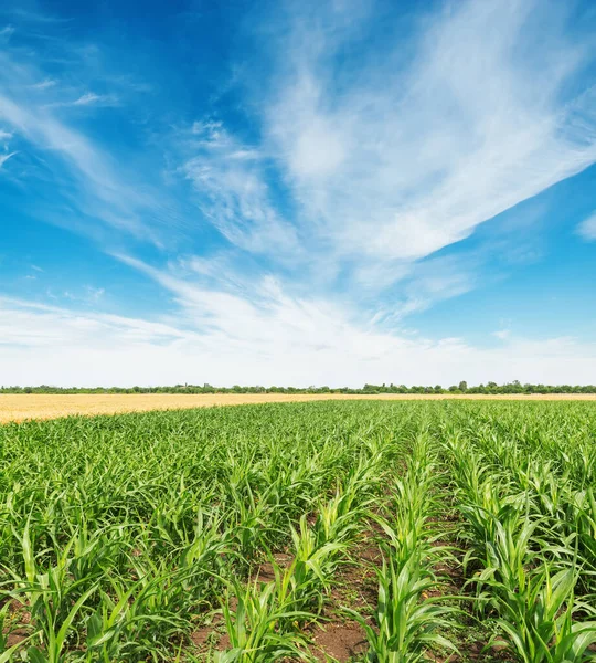 Поле Зеленой Кукурузой Белыми Облаками Голубом Небе — стоковое фото