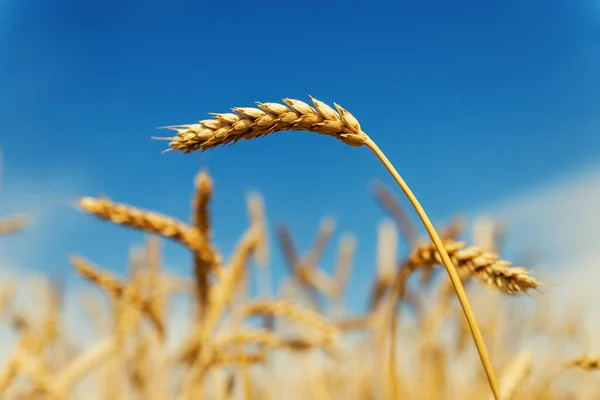 Espiga Dorada Trigo Campo Bajo Cielo Azul Profundo Enfoque Suave — Foto de Stock