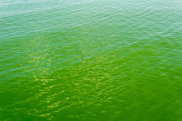 有蓝藻的绿色海 全球变暖 — 图库照片