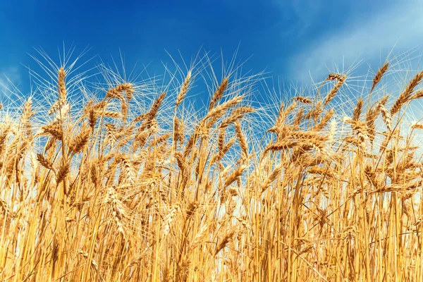 Gouden Veld Met Oogst Blauwe Lucht — Stockfoto