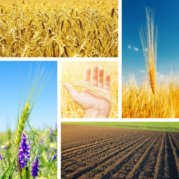 Set Crop Fields Different Seasons Year Cereal Concept — Stock Photo, Image