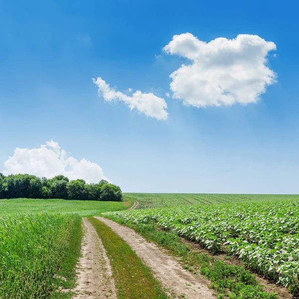 Road Green Fields Blue Sky Clouds — Stock Photo, Image