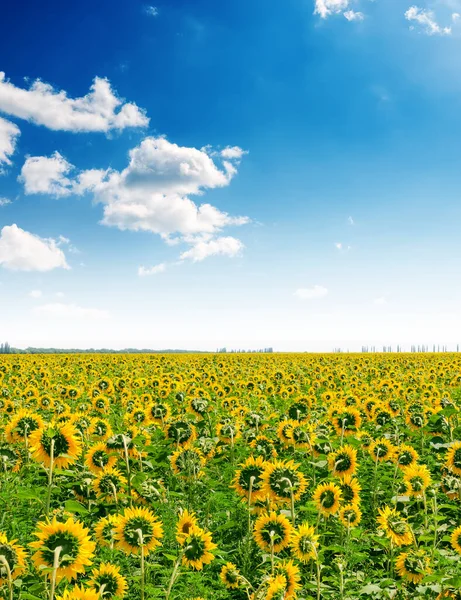 Ackerland Mit Sonnenblumen Und Blauem Himmel Mit Wolken Darüber — Stockfoto