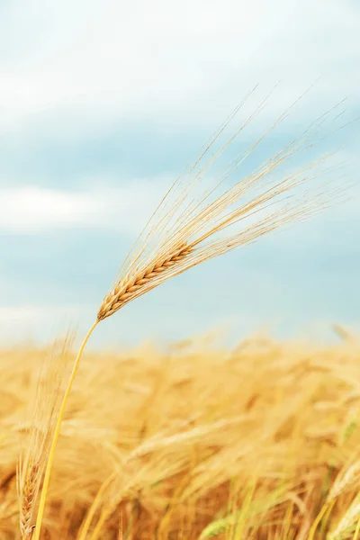 Een Gouden Kleur Stam Van Oogst Het Veld Bij Zonsondergang — Stockfoto