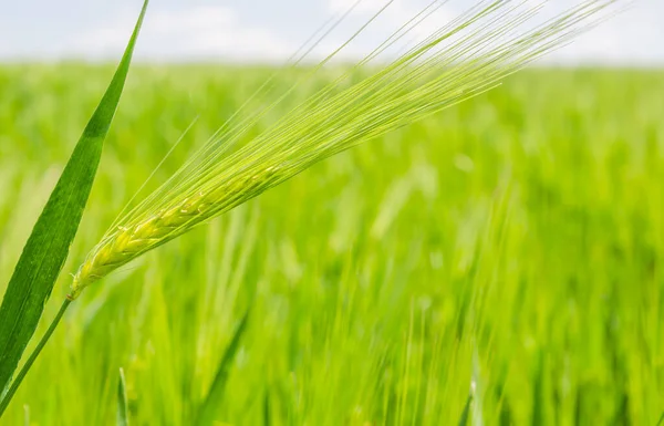 Grönt Jordbruksområde Med Råg Närbild — Stockfoto