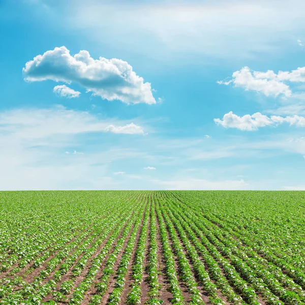 Små Gröna Solrosor Fält Och Blå Himmel Med Moln — Stockfoto