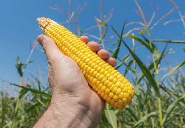 Золотая Кукуруза Руке Над Полем — стоковое фото