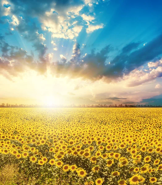 Хороший Захід Сонця Низьких Хмарах Над Сільськогосподарським Полем Соняшниками — стокове фото