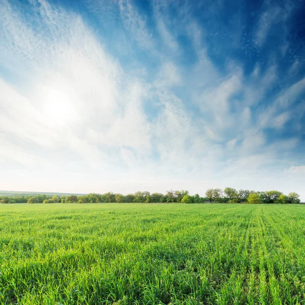 Mezőgazdaság Zöld Mező Mély Kék Felhők Naplementében — Stock Fotó