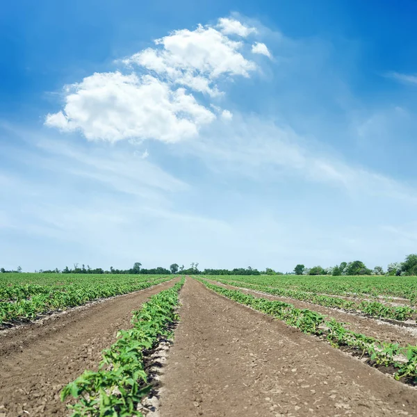 Agriculture Field Green Sprouts Tomatoes Blue Sky Clouds — Stock Photo, Image