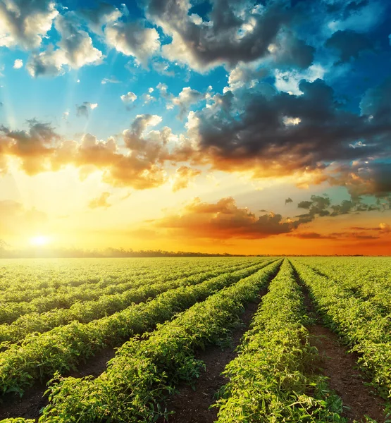 Puesta Sol Naranja Brillante Cielo Dramático Sobre Campo Verde Con —  Fotos de Stock