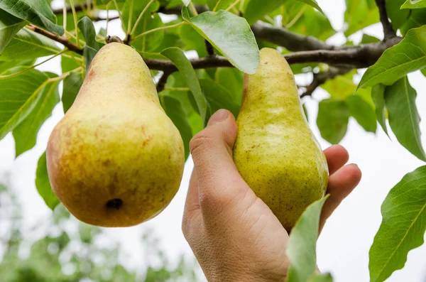 Tiempo Cosecha Pera Mano Sostiene Fruta Fresca —  Fotos de Stock