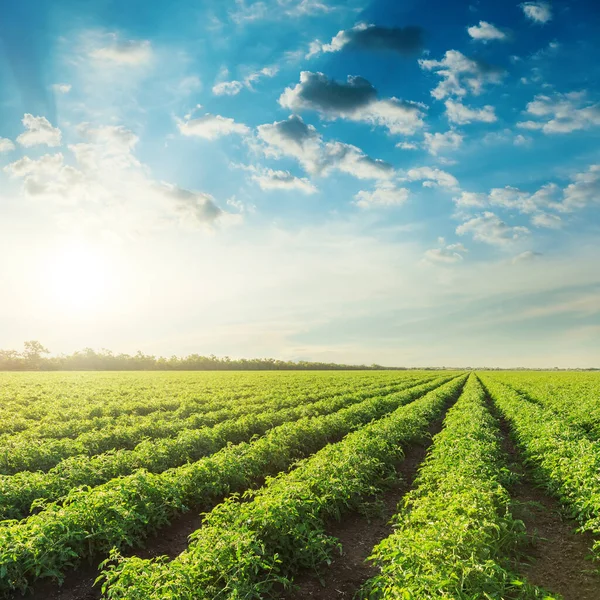 Ackerland Mit Tomaten Und Blauem Himmel Mit Wolken Sonnenuntergang — Stockfoto