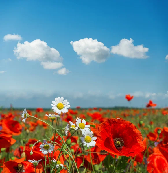 Çayırdaki Yaz Çiçekleri Üzerindeki Bulutlar Güneşli Bir Günde Haşhaş Papatya — Stok fotoğraf