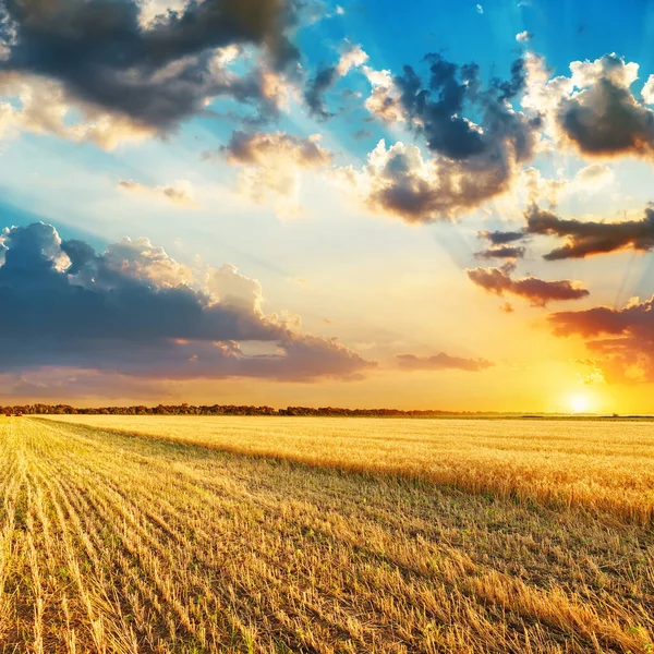 Buon Tramonto Sui Campi Con Raccolto — Foto Stock