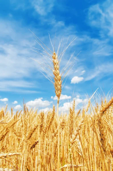 Gouden Spica Het Veld Onder Blauwe Hemel Zachte Focus — Stockfoto