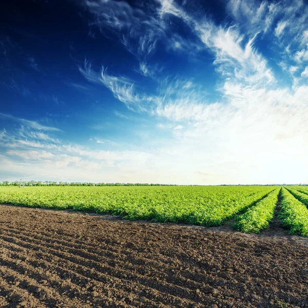 Campos Verdes Arados Com Tomates Pôr Sol Céu Azul Profundo — Fotografia de Stock