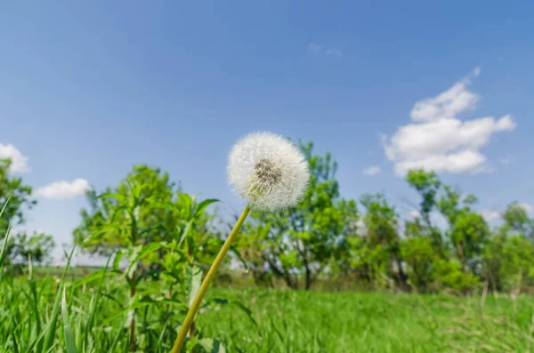 Biały Mniszek Lekarski Zielonej Trawie Błękitne Niebo Chmurami — Zdjęcie stockowe