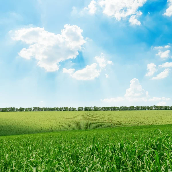 Grönt Gräs Fält Och Blå Himmel Med Moln — Stockfoto