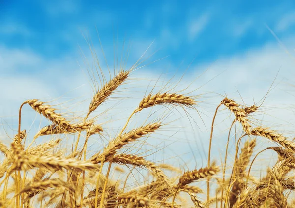 Goldene Ernte Nahaufnahme Mit Blauem Himmel Hintergrund — Stockfoto