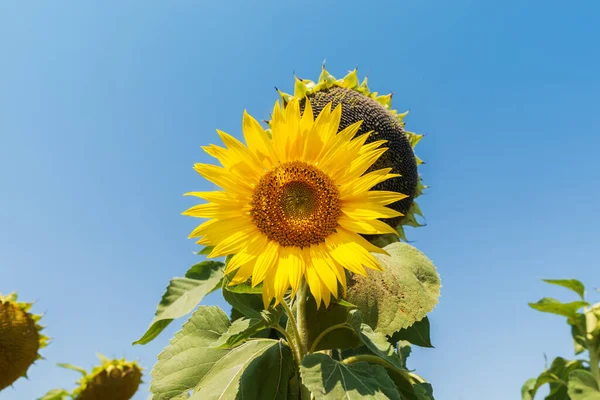 畑のひまわりの花 — ストック写真