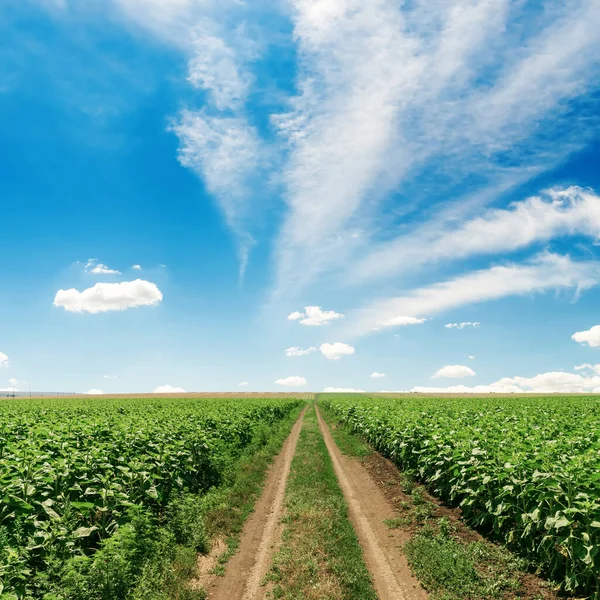Drum Rural Câmp Floarea Soarelui Verde Sub Cerul Albastru Nori — Fotografie, imagine de stoc