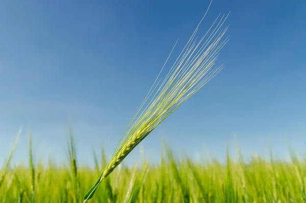 Agricultura Verde Cerca Campo — Foto de Stock