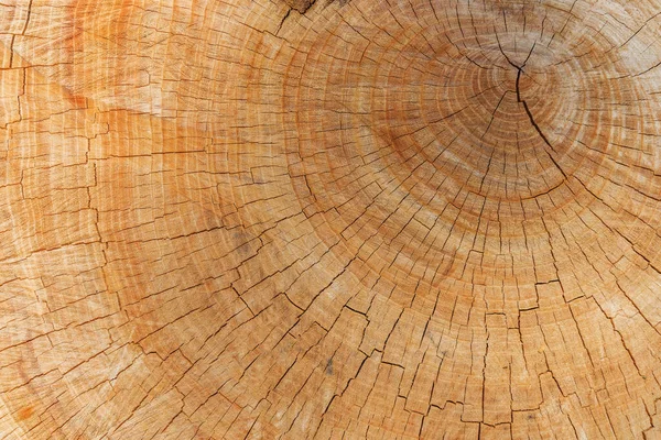 Kesilen ağaçta yıllık halka