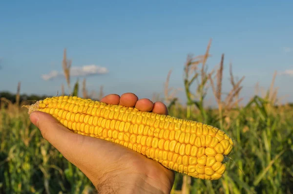 Golden Maize Farmers Hand Field — Stock Photo, Image
