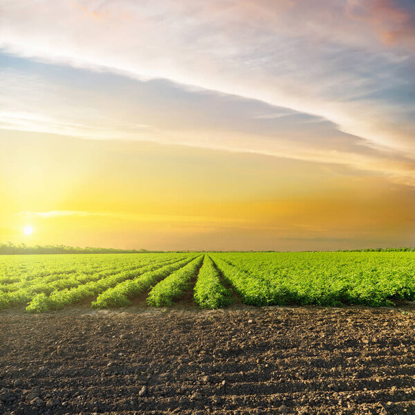 orange sunset in clouds over green agriculture field with tomatoes