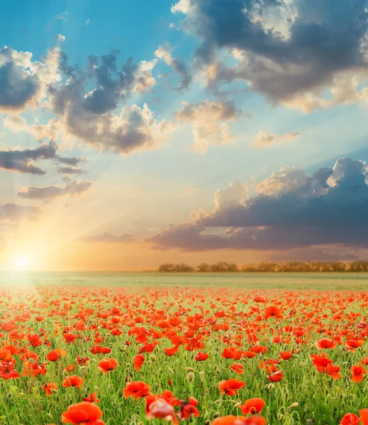 Puesta Sol Las Nubes Sobre Campo Con Amapolas —  Fotos de Stock